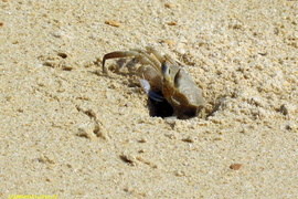 crabe  des sables