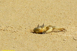 crabe des sables
