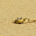 crabe des sables