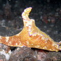 Ceratosoma trilobatum
