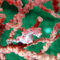 Hippocampe pygmée