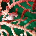 hippocampe  pygmée