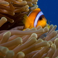 20140908_Dangerous reef_08220.jpg