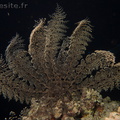 20140908_Dangerous reef_08253.jpg
