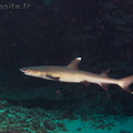 requin corail	