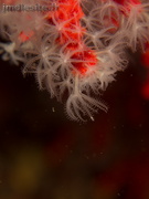 Corail rouge	