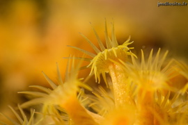Anémone encroûtante jaune	