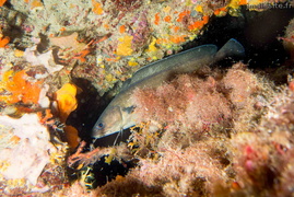 20250818 CapEstel 3