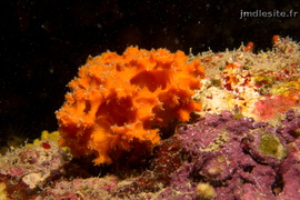 éponge épineuse orange	9