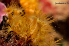 Anémone encroûtante jaune	