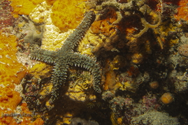 Etoile de mer glaciaire	