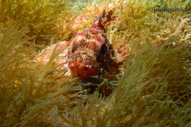 Petite rascasse rouge	