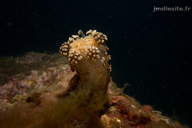 Alicia mirabilis	