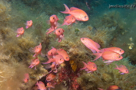 Ambiance anthias