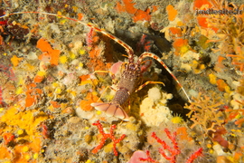 Langouste	juvénile