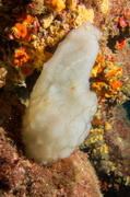 Ascidie Blanche	