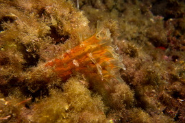 Nacre épineuse	