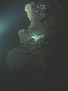 DSC01295 plongee de nuit
