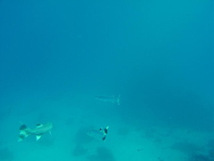 DSC01380 swimming with barraccuda