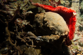 Crabe éponge à Fourrure ( Pseudodromia latens)