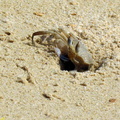 crabe  des sables